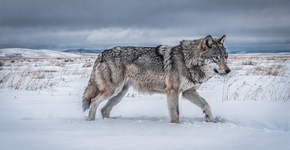 Foto: (Imagem sem texto alternativo disponivel ID [2735772])