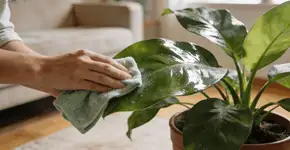 Foto: (Imagem sem texto alternativo disponivel ID [2685880])