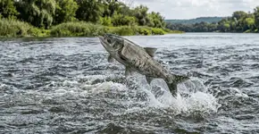 O que começou como uma solução ecológica nos anos 1970 se transformou em uma invasão massiva que forçou a remoção de dezenas de milhares de quilos de peixes