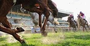Cavalos explorados morrem em competição hípica