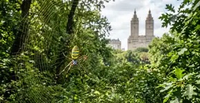 Uma aranha gigante e invasora já está se movendo por um dos parques mais famosos dos Estados Unidos