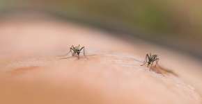 Foto: (Kuntalee Rangnoi/istock)