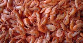 Cascas de camarão viram plástico e nutrientes para o solo