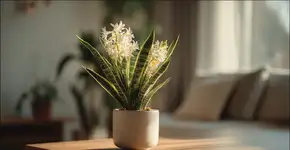 Por que a flor da língua-de-sogra é considerada um talismã