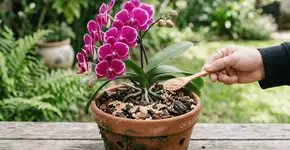 Foto: (Imagem sem texto alternativo disponivel ID [2764698])