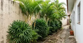 3 tipos de palmeiras para o jardim lateral da casa que trazem elegância e sombra durante todo o ano