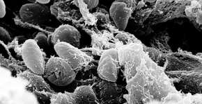 Foto: (domínio público)