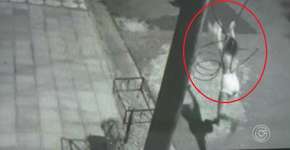 Câmeras flagram jovem arremessando gato em direção a cachorro