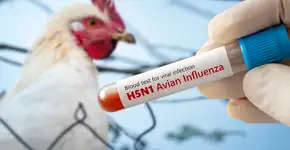 Brasil confirma primeiro caso de gripe aviária no RS; veja tudo o que você precisa saber