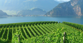 Destinos charmosos e nada óbvios para degustar vinhos mundo afora