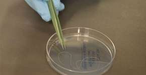 Foto: (Imagem sem texto alternativo disponivel ID [1828406])