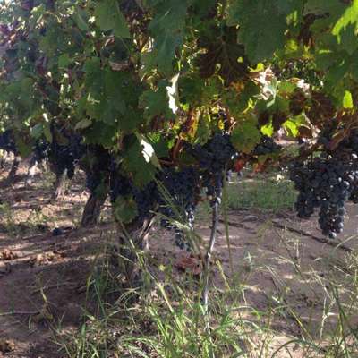 O tipo de solo, a altitude e a idade da planta, por exemplo, imprimem nas frutas características diferentes.