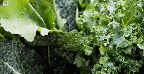 Entenda por que couve e espinafre podem retardar o envelhecimento do cérebro