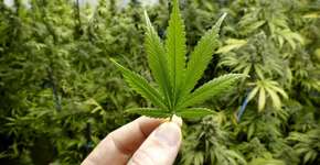 ‘Xapa Xana’: o lubrificante artesanal feito à base de cannabis