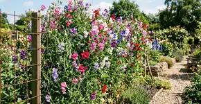 A planta que serve de cerca viva: Impede a entrada de muitas pragas e perfuma todo o jardim