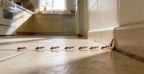 Foto: (Imagem sem texto alternativo disponivel ID [2700234])