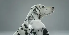 Campanha usa dálmatas para alertar sobre câncer de pele