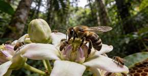 Foto: (Imagem sem texto alternativo disponivel ID [2695912])