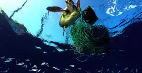 Lixo já matou mais de mil tartarugas no litoral norte de SP