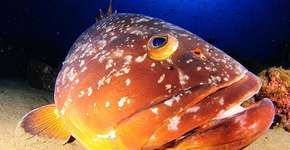 Foto: (Imagem sem texto alternativo disponivel ID [1830885])