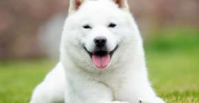 Foto: (Imagem sem texto alternativo disponivel ID [2706502])