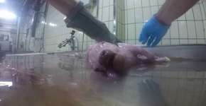 Funcionário flagra vacas grávidas sendo abatidas em matadouro