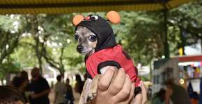 Blocão, o carnaval dos pets, agita o Parque Celso Daniel no sábado