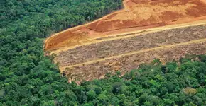 1/3 das árvores corre o risco de desaparecer, diz relatório internacional