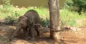 Foto: (Imagem sem texto alternativo disponivel ID [1113924])