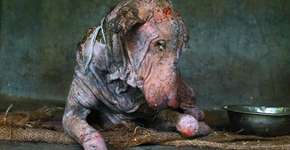 Foto: (Imagem sem texto alternativo disponivel ID [959916])