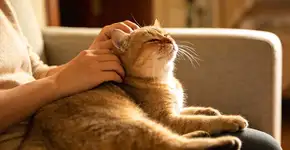 Foto: (Imagem sem texto alternativo disponivel ID [2681585])