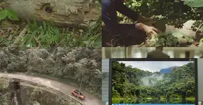 Aplicativo permite que usuários ajudem a vigiar áreas da Mata Atlântica