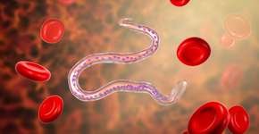 Foto: (iStock/Dr_Microbe)