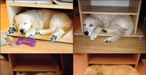 21 imagens que mostram o crescimento surpreendente de cachorros