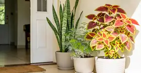 Foto: (Imagem sem texto alternativo disponivel ID [2691597])