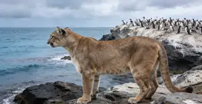 Foto: (Imagem sem texto alternativo disponivel ID [2729798])