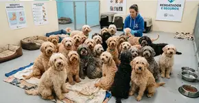 Mais de 250 cães foram encontrados em uma casa sem condições adequadas no Reino Unido