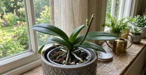 Eis como fazer a orquídea em vaso florescer repetidamente por muito tempo