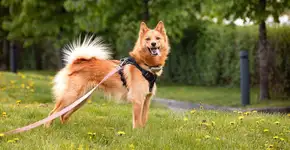 Foto: (Imagem sem texto alternativo disponivel ID [2763009])