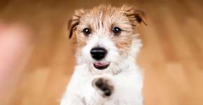 Foto: (Imagem sem texto alternativo disponivel ID [2607017])