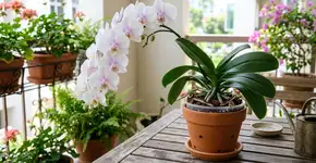 Colocar banana amassada na terra do pé de orquídea: quais os benefícios e para que serve