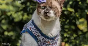 Ativista cria abaixo-assinado para gata voltar a usar canabidiol