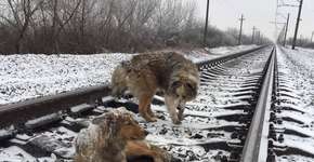 Cachorro deita em linha do trem para proteger companheira ferida