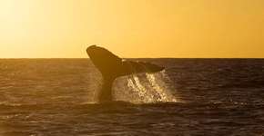 Foto: (Enrico Marcovaldi/Instituto Baleia Jubarte)