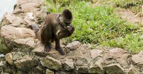 Foto: (Alberto Chagas / iStock)