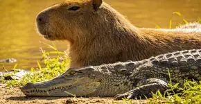 Foto: (Imagem sem texto alternativo disponivel ID [2705976])