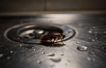 Secondary news: Como acabar com as baratas na cozinha em 3 passos simples pra elas não voltarem nunca mais