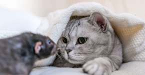Gato e rato: 7 mitos e verdades sobre a relação entre esses animais 