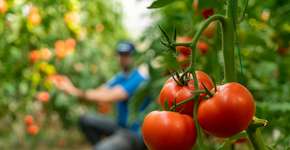 3 alimentos que ajudam a prevenir o câncer, segundo estudos científicos