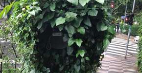 Compramos os melhores vídeos e fotos de gentilezas verdes